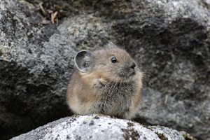 Pikas in peril