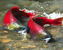 Restoring Okanagan salmon habitats