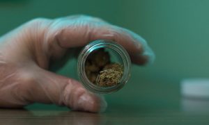 O Cannabis