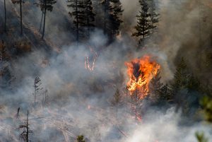 Researchers team up to protect BC’s forested watersheds